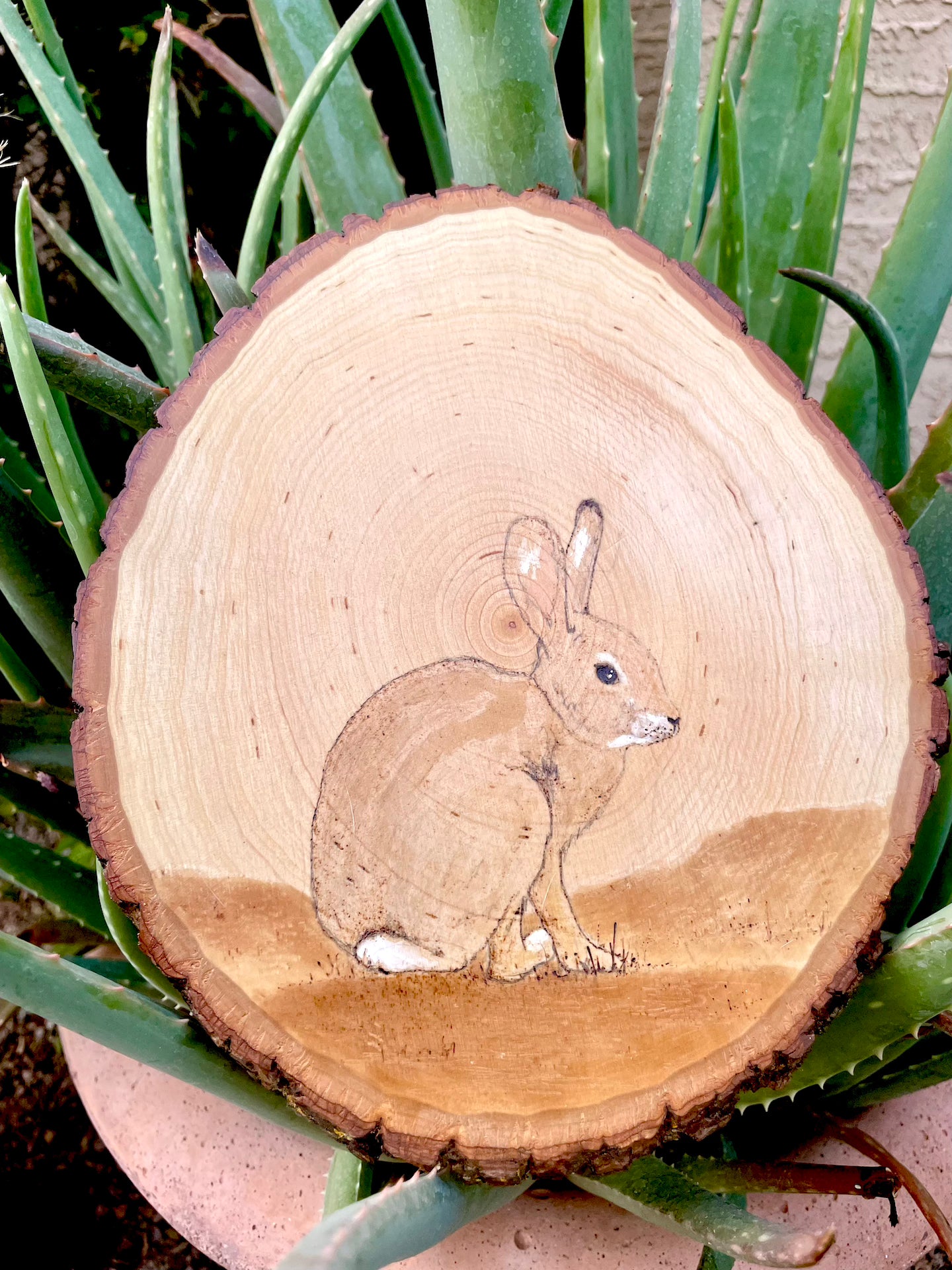 Desert Hare