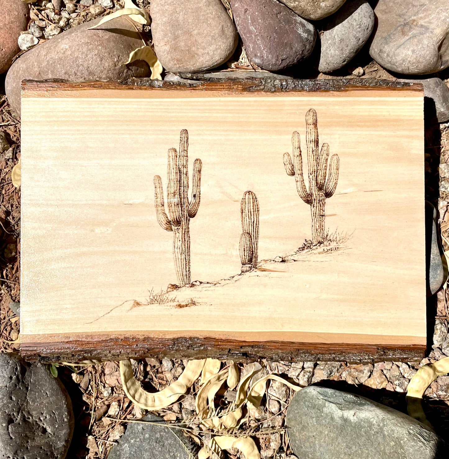 Saguaro Cacti